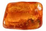 Detailed Fossil Spider (Aranea) In Baltic Amber #102798-1